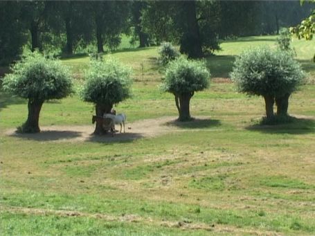 Düsseldorf-Kaiserswerth : Kopfweiden in den Rheinwiesen